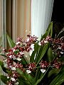orchidee_181.jpg