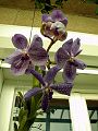 orchidee_194.jpg