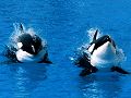 dauphins-baleines_004.jpg