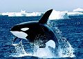 dauphins-baleines_025.jpg