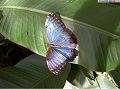 papillon35.jpg