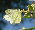 papillon61.jpg